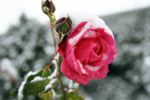 зимовка роз