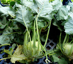 Капуста брокколи — кладезь витаминов: выращивание и уход | Азбука огородника | Дзен