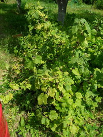 советы огородникам виноград фото