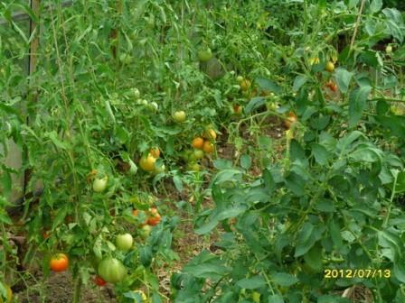 удобрения для рассады томатов изображение