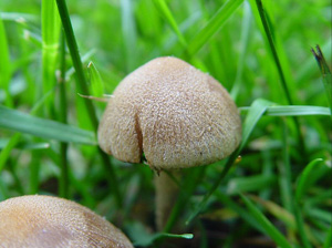 Появление грибов