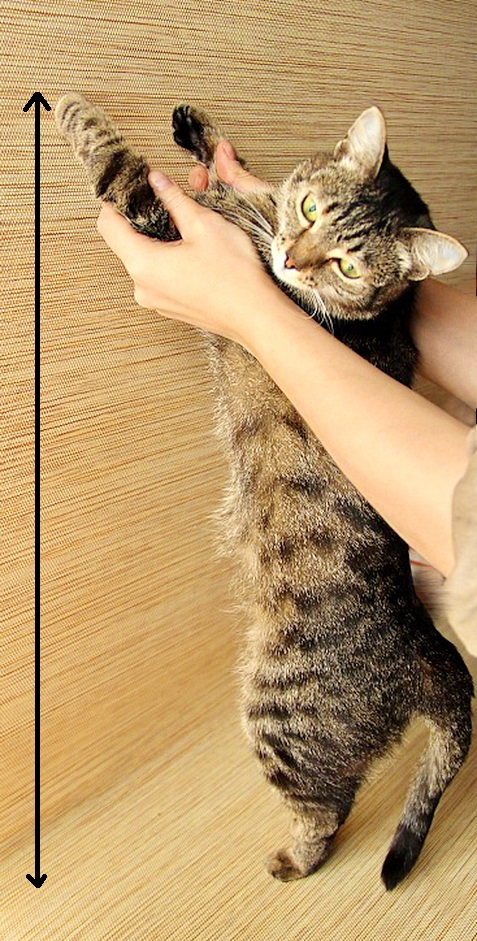 Настенная и многоуровневая когтеточка для кошек своими руками