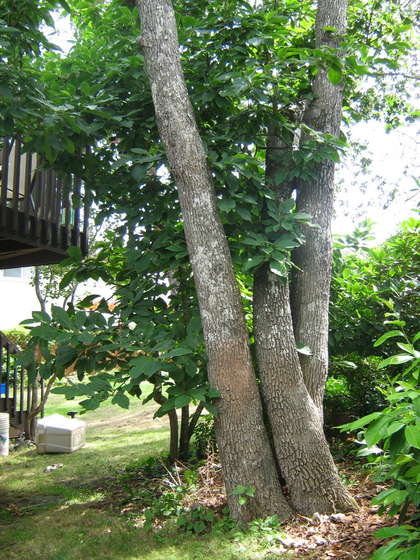 Чертежи домика на дереве (137 фото)