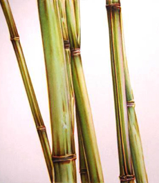 Декор из бамбука в саду - 56 фото
