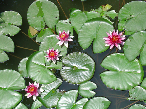 Wasserpflanzen-Pracht 50л - Удобрение для водных растений